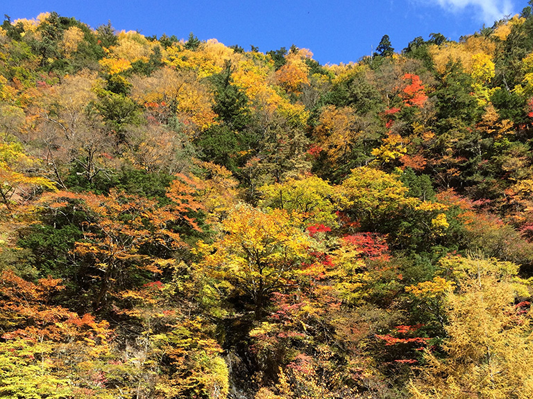 二軒小屋ロッヂ周辺の紅葉